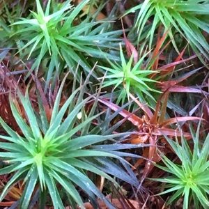 Meet your Posher, Diana